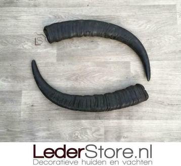 Lederstore.nl | Waterbuffelhoorns / waterbuffel hoorns beschikbaar voor biedingen