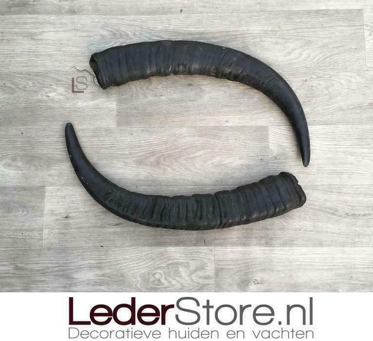 Lederstore.nl | Waterbuffelhoorns / waterbuffel hoorns, Huis en Inrichting, Overige Huis en Inrichting, Nieuw, Ophalen