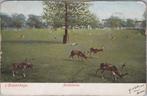 S GRAVENHAGE - Hertenkamp, Verzamelen, Verzenden, Gelopen