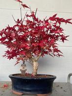 Japanese maple bonsai (Acer palmatum) - Hoogte (boom): 40 cm, Antiek en Kunst