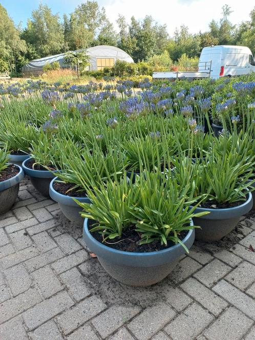 Agapanthus Dr. brouwer, Tuin en Terras, Planten | Struiken en Hagen, Ophalen