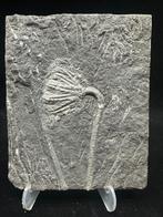 Crinoide - Gefossiliseerd dier - 17 cm - 14 cm