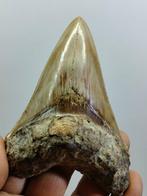 Grote natuurlijke tand - Fossiele tand - Carcharocles