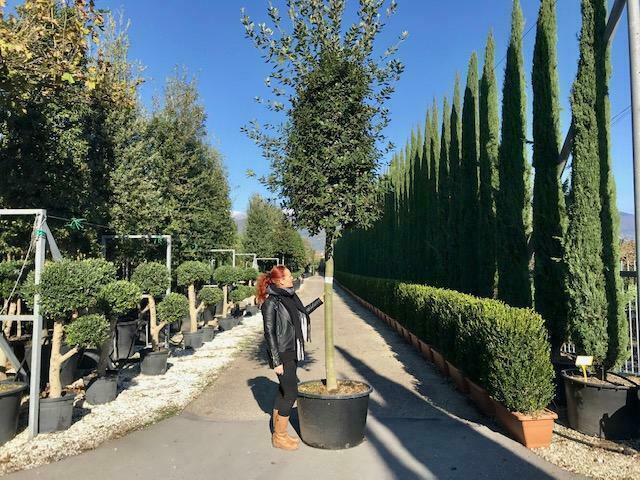 Steeneik, Steeneiken, Quercus ilex , Kurkeik, Kurkeiken!!!!!, Tuin en Terras, Planten | Tuinplanten, Vaste plant, Halfschaduw