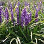 Liriope muscari Ingwersen, leliegras - Potmaat 9x9 cm, Ophalen of Verzenden