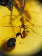 Amber - Barnsteen - Big Ant, Burmese Amber, Insect Amber,015