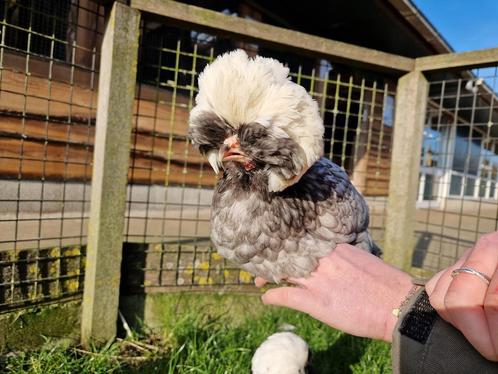 Hollandse Kuifhoender kriel | Sier kippen | Passend advies!, Dieren en Toebehoren, Pluimvee, Kip, Meerdere dieren