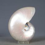 Nautilus - Parelmoer schelp - met zilver beslag Zeeschelp -, Verzamelen, Nieuw