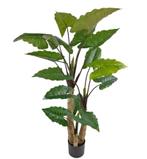 Kunstplant Calocasia  | 210cm, Ophalen, Nieuw