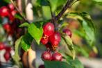 Malus Red Obelisk hoogstam 16/18, Tuin en Terras