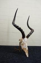 Large African Impala Schedel - Aepyceros melampus - 0 cm - 0, Nieuw