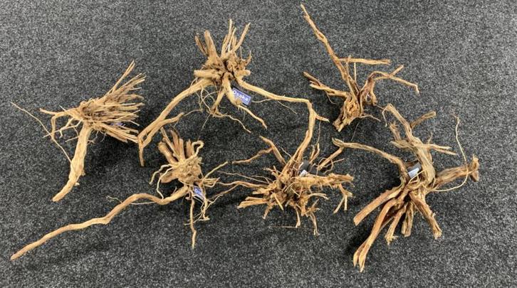 Drift wood 30-50cm - extra fijn vertakt hout, Dieren en Toebehoren, Vissen | Aquaria en Toebehoren, Plant(en), Steen of Hout, Nieuw