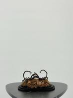 Schorpioenen onder stolp Taxidermie volledige montage -
