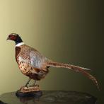 Fazant Taxidermie Opgezette Dieren By Max, Verzamelen, Dierenverzamelingen, Ophalen of Verzenden, Nieuw, Vogel, Opgezet dier