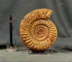 Mooie ammoniet met goede preservatie - niet gepolijst - op, Verzamelen, Mineralen en Fossielen