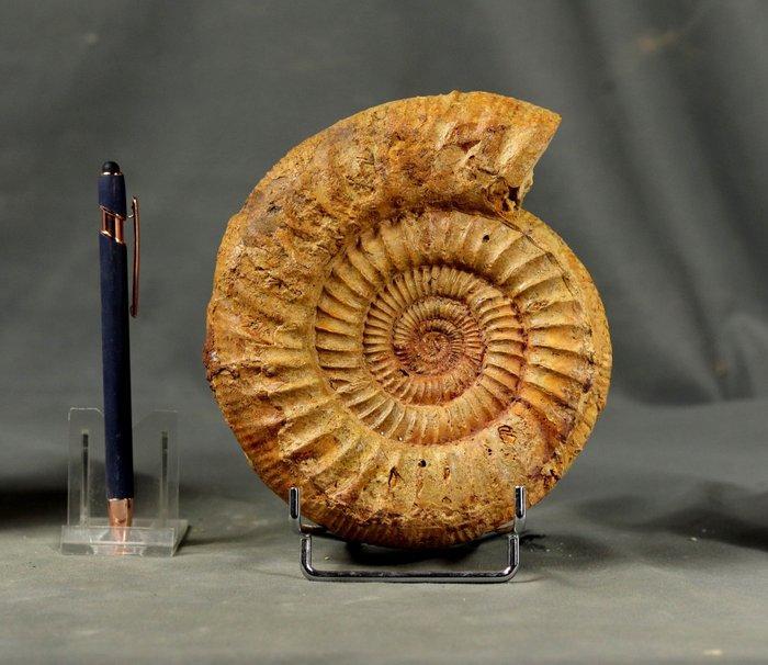 Mooie ammoniet met goede preservatie - niet gepolijst - op, Verzamelen, Mineralen en Fossielen