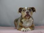 Old English Bulldog pups! t Gezonde type. Mogen direct mee!, Parvo, Nederland, 8 tot 15 weken, Bulldog