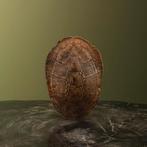 Schildpad Schild Taxidermie Opgezette Dieren By Max, Verzamelen, Dierenverzamelingen, Ophalen of Verzenden, Nieuw, Reptiel of Amfibie