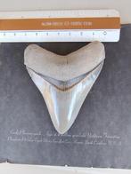 Zeldzame tand uit Lee Creek - Fossiele tand - Otodus