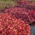 Heuchera cinnamon stick (Vaste planten), Tuin en Terras, Planten | Tuinplanten, Zomer, Vaste plant, Bodembedekkers, Ophalen of Verzenden