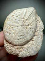 Ongewone zee-egel van vier miljoen jaar geleden. -