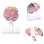 Anatomie model hersenen, 4-delig, Nieuw