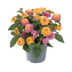 Lantana - Pink, Ophalen of Verzenden