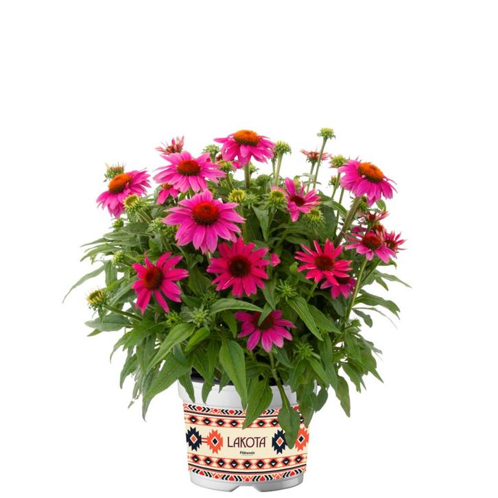 Echinacea purpurea Lakota™ Rose (Roze, vaste planten), Tuin en Terras, Planten | Tuinplanten, Overige soorten, Vaste plant, Volle zon