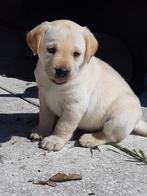 TOP Blonde Labrador pups met STAMBOOM erkend kennel garantie, Parvo, Nederland, 8 tot 15 weken, Labrador retriever