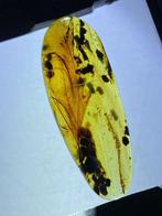 Barnsteen - feather in amber - 38 mm - 14 mm, Verzamelen