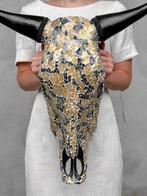 Geen reserveprijs - Prachtige grote stierenschedel met