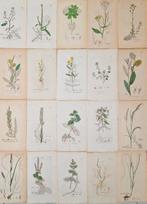 James Sowerby - 20 deels handgekleurde lithos o.a. gevlekt