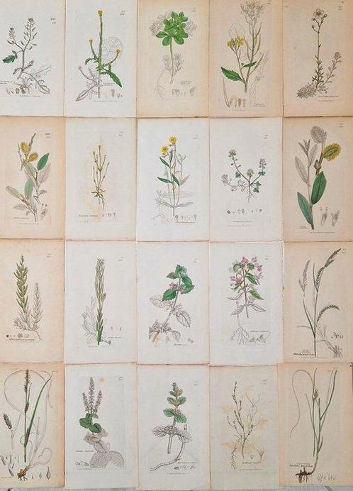 James Sowerby - 20 deels handgekleurde lithos o.a. gevlekt, Antiek en Kunst, Antiek | Boeken en Bijbels