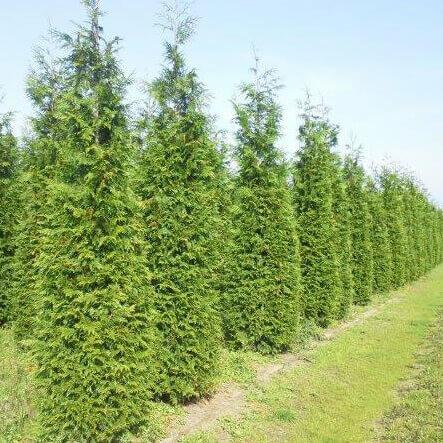 Reuzenlevensboom Thuja occidentalis Excelsa Haag 60-80 Kluit, Tuin en Terras, Planten | Struiken en Hagen