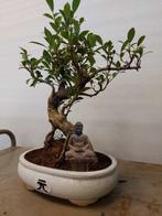 ficus ginseng - Hoogte (boom): 32 cm - Diepte (boom): 26 cm, Antiek en Kunst