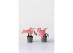 Caladium Sweetheart - set van 2, Huis en Inrichting, Kamerplanten, Verzenden