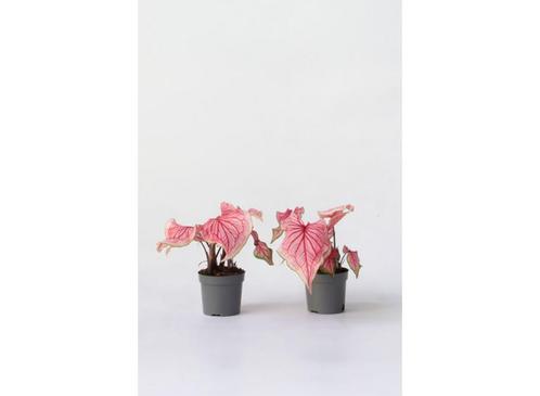 Caladium Sweetheart - set van 2, Huis en Inrichting, Kamerplanten, Verzenden