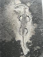 Zeereptiel - Gefossiliseerd dier - Keichousaurus juvénile -