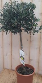 Olijfboom Olea 100 cm - Warentuin Natuurlijk, Tuin en Terras, Planten | Tuinplanten, Verzenden