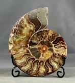 Fijne decoratieve ammonieten snede - Met elegante standaard, Verzamelen, Mineralen en Fossielen