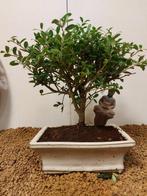 Japanese holly bonsai (Ilex crenata) - Hoogte (boom): 23 cm