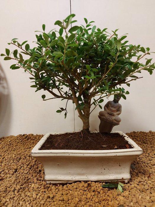 Japanese holly bonsai (Ilex crenata) - Hoogte (boom): 23 cm, Antiek en Kunst, Curiosa en Brocante