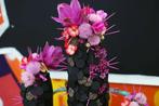 Oasis® black bioline cactus grote zwarte 38 x 74 11 cm, Ophalen of Verzenden, Nieuw