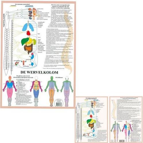Anatomie poster vegetatief zenuwstelsel (Nederlands, gela..., Sport en Fitness, Overige Sport en Fitness, Verzenden