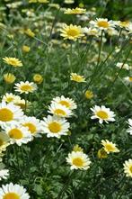 Gele kamille Anthemis hybrida Sauce Hollandaise 5-10 Pot