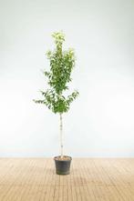 Heptacodium miconioides hoogstam 16/18