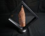 Vis - Fossiele schedel - Craneo de Mawsonia, Verzamelen, Mineralen en Fossielen