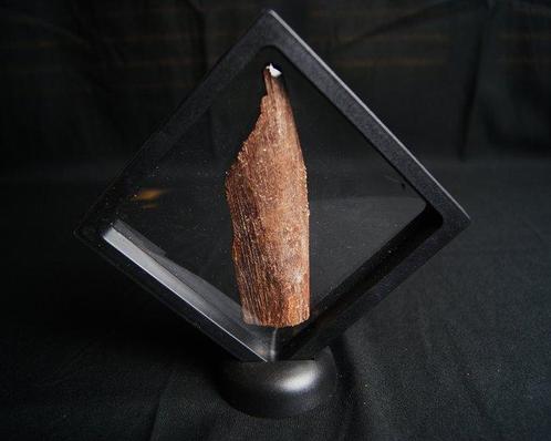 Vis - Fossiele schedel - Craneo de Mawsonia, Verzamelen, Mineralen en Fossielen