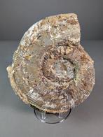 Ammoniet - Gefossiliseerde schelp - Perisphinctes sp. - 24, Verzamelen, Mineralen en Fossielen