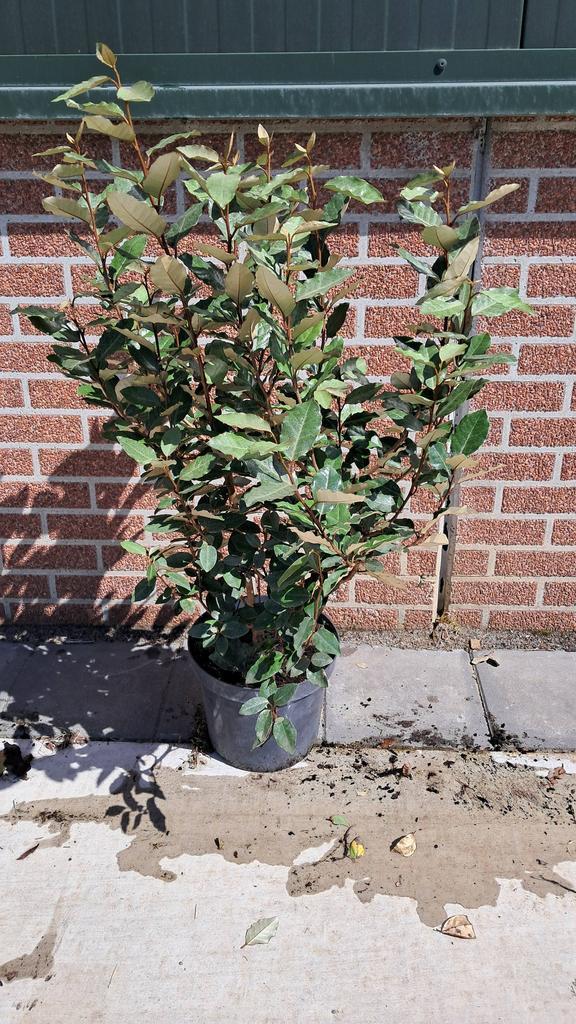 Olijfwilg, Elaeagnus ebbingei Compacta, Tuin en Terras, Planten | Bomen